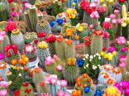 Cactus Flower - Wax Melts