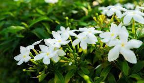 Limited - Spring Scents