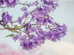 Limited - Spring Scents